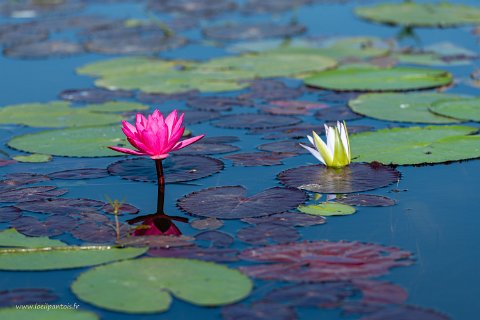 20191124__00048-30 Le long du canal qui relie le lac Inle au lac Sagar, fleurs de lotus